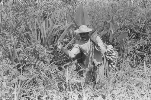 Man harvesting bananas, San Basilio de Palenque, 1976