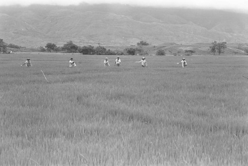 Sowing the field, La Chamba, Colombia, 1975