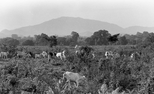 Cattle roaming in a field, San Basilio de Palenque, 1976