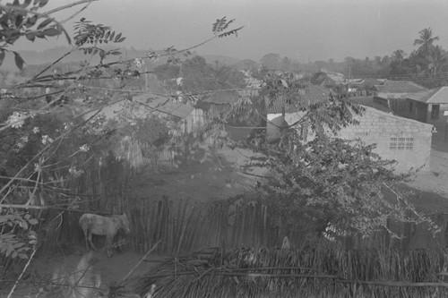 Mule in the village, San Basilio de Palenque, ca. 1978