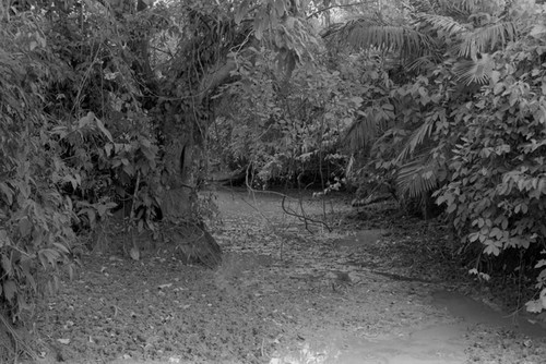 Puddle on a trail, San Basilio de Palenque, 1976