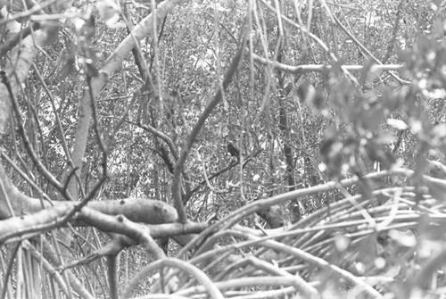 A bird in a mangrove forest, Isla de Salamanca, Colombia, 1977