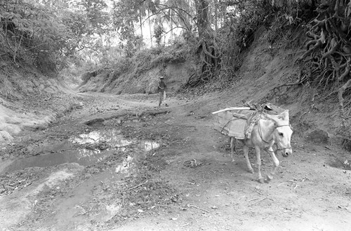 Man and a mule walking in an arroyo, San Basilio de Palenque, 1977