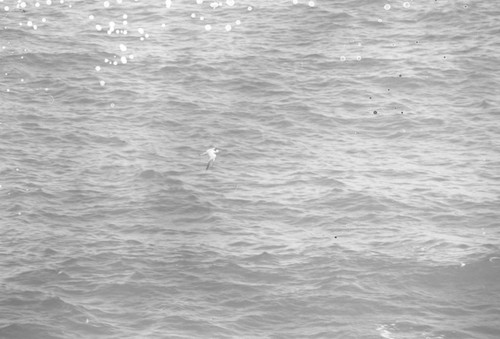 A bird over the Caribbean Sea, Tayrona, Colombia, 1976