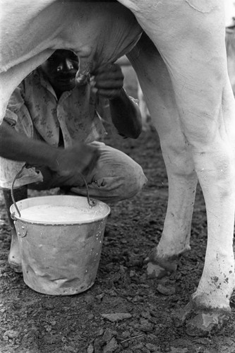 Man milking a cow, San Basilio de Palenque, 1976