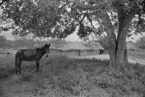 Mule standing under a tree, San Basilio de Palenque, 1976