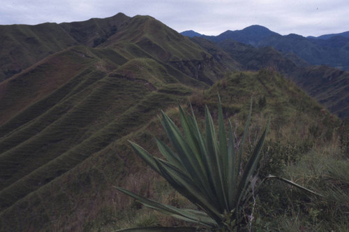 A plant and a view, Tierradentro, Colombia, 1975