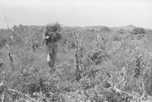 Man working in the field, San Basilio de Palenque, 1976