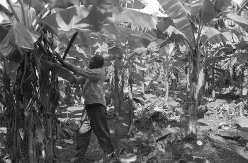 Fermín Herrera working with machete, San Basilio de Palenque, 1976