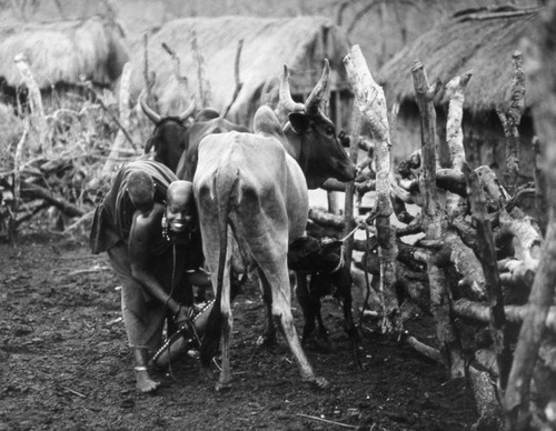 Woman milking a cow, Tanzania, 1979