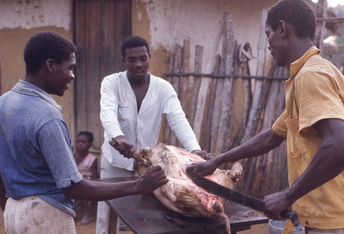 Men butchering a pig, San Basilio de Palenque, 1976