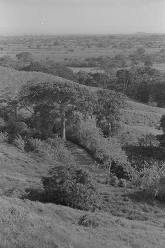 Road going through the forest, San Basilio de Palenque, 1976