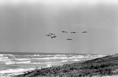 Birds flying, La Guajira, Colombia, 1976