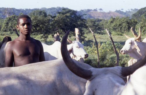 Young man standing next to cattle, San Basilio de Palenque, 1976