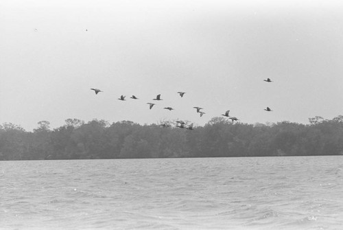 A flock of birds flying over a mangrove forest, Isla de Salamanca, Colombia, 1977