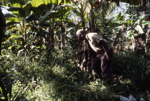 Fermín Herrera working in the field, San Basilio de Palenque, 1976