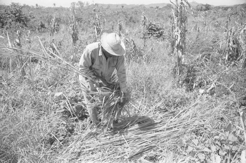 Man working in a field, San Basilio de Palenque, 1976