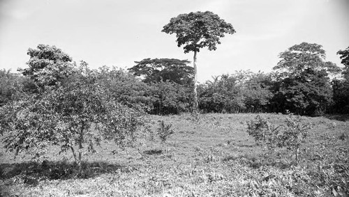 Landscape with trees, San Basilio de Palenque, 1976