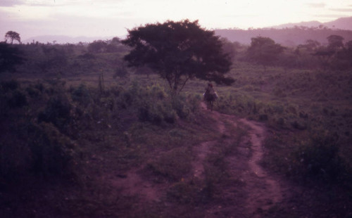 Boys on mule transporting milk containers, San Basilio de Palenque, 1976