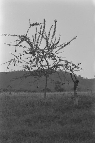 Man picking a fruit from a tree, San Basilio de Palenque, ca. 1978