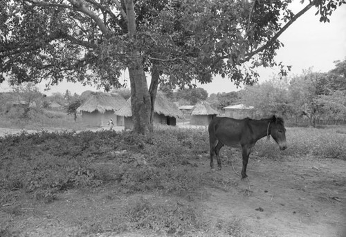 Mule standing under a tree, San Basilio de Palenque, 1976