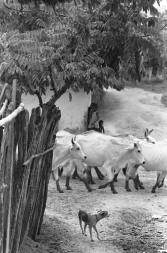 Cattle in the village, San Basilio de Palenque, 1975