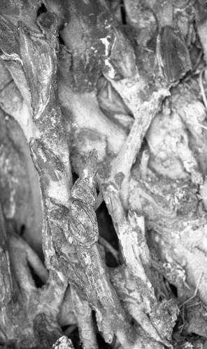 Tree bark, San Basilio de Palenque, 1976