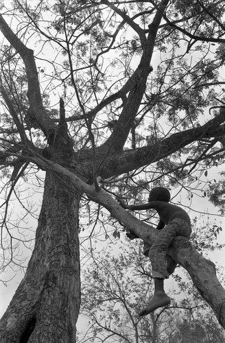 Boy climbing a tree, San Basilio de Palenque, 1977