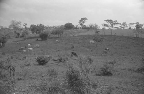 Cattle grazing in a pasture, San Basilio de Palenque, 1976