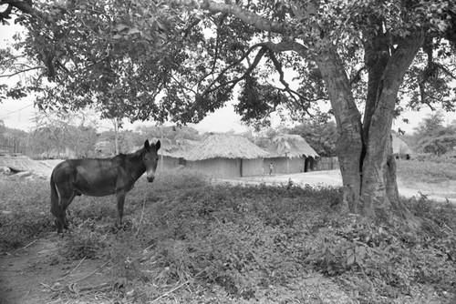 Mule standing under a tree, San Basilio de Palenque, 1976