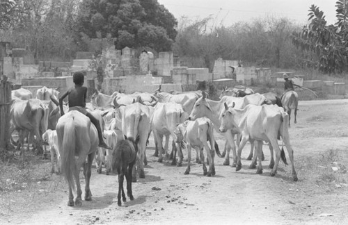 Boys herding cattle past a cemetary, San Basilio de Palenque, 1977