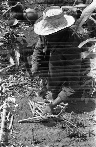 Man working in a cornfield, San Basilio de Palenque, 1975