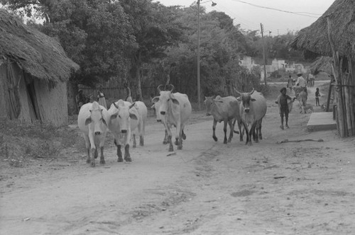 Cattle herd walking through town, San Basilio de Palenque, 1976