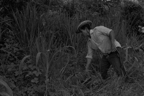 Man cutting plants, La Chamba, Colombia, 1975