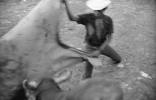 Bullfighter waves a cape in front of a bull, San Basilio de Palenque, 1975