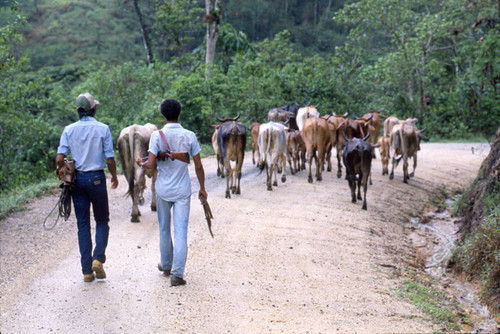 Two men and cattle, Honduras, 1983