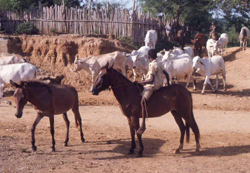 Boy on a mule shepherding cattle, San Basilio de Palenque, 1976