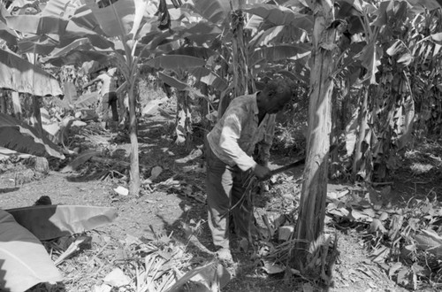 Fermín Herrera working with machete, San Basilio de Palenque, 1976