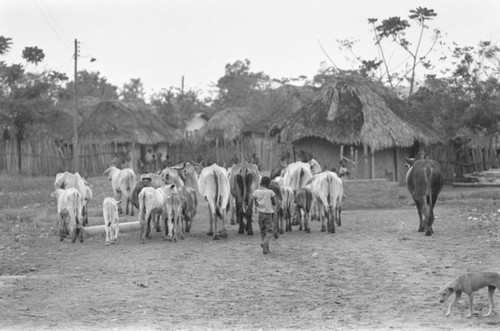 Cattle in the village, San Basilio de Palenque, Colombia, 1977