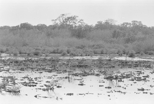 View of a mangrove forest, Isla de Salamanca, Colombia, 1977