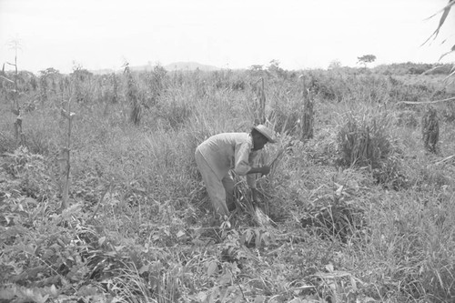 Man working in a field, San Basilio de Palenque, 1976