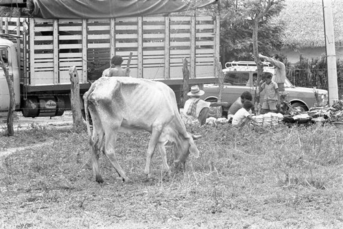 Cow grazing, La Chamba, Colombia, 1975