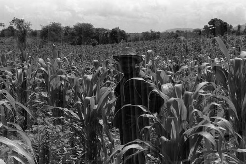 Man working in a cornfield, San Basilio de Palenque, 1975