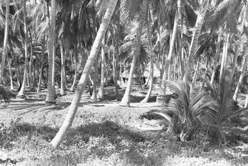 A view into a palm forest, Tayrona, Colombia, 1976