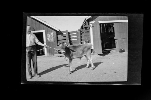 Man posing with steer?