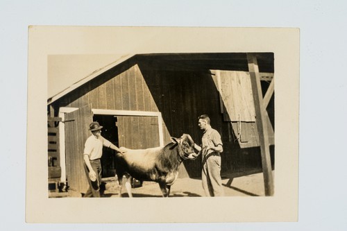 Two men posing with a bull