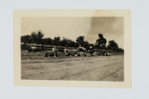 Cattle resting on side of a road in front of a split rail fence