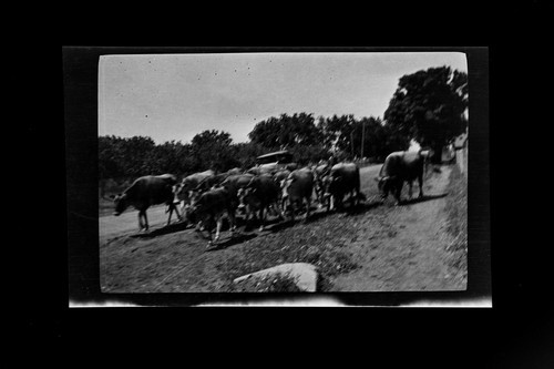 Cattle herd