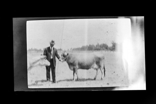 Man posing with two cows