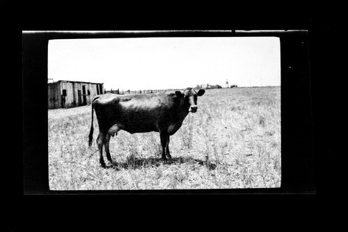 Cow standing in pasture